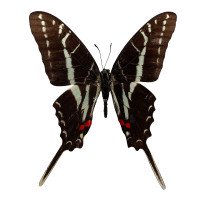 EURYTIDES PHILOLAUS WHOLESALE